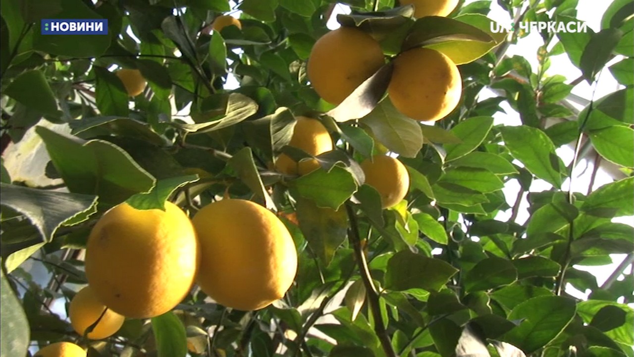 У Корсунському лісовому господарстві на Черкащині почали достигати лимони