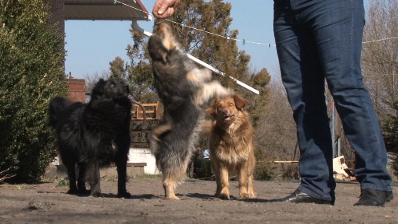 30 безпритульних собак стерелізували за 4 місяці з дня створення у Кам’янці на Черкащині карантинно-стерилізаційного центру