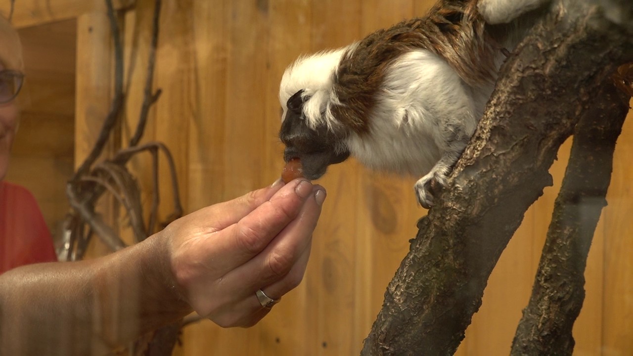 Мешканців Черкаського зоопарку розпочали годувати за літнім раціоном