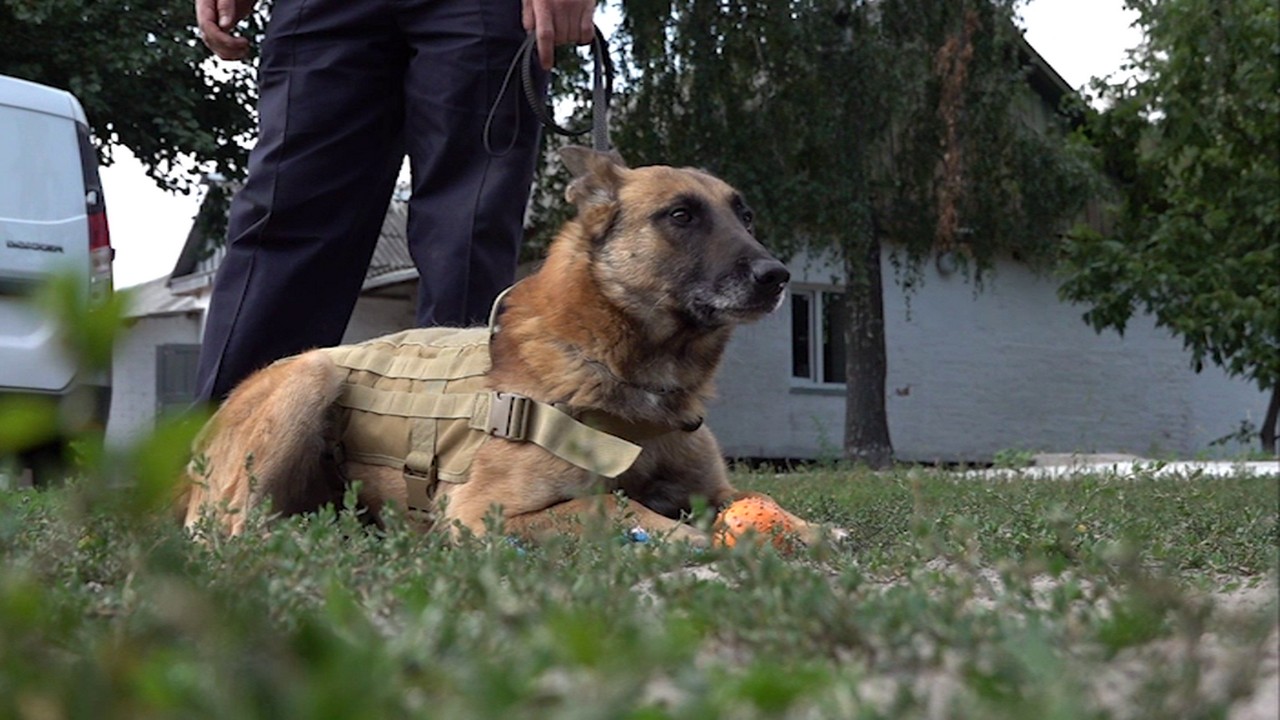 24 собаки-пошуковці допомагають вибухотехнікам