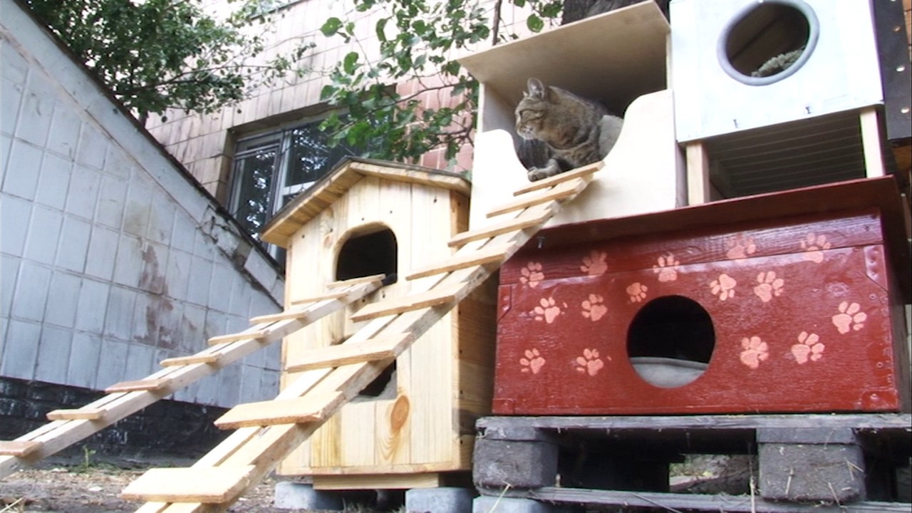 Дерев’яні будиночки для безпритульних котів виготовляють школярі