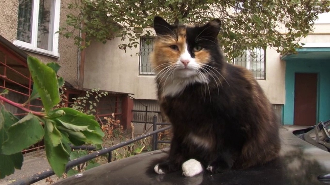 Визнати вуличних котів частиною екосистеми міста просять зооволонтери